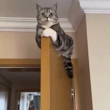 cut and funny cat video S