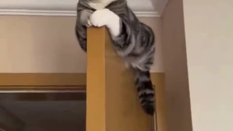 cut and funny cat video S