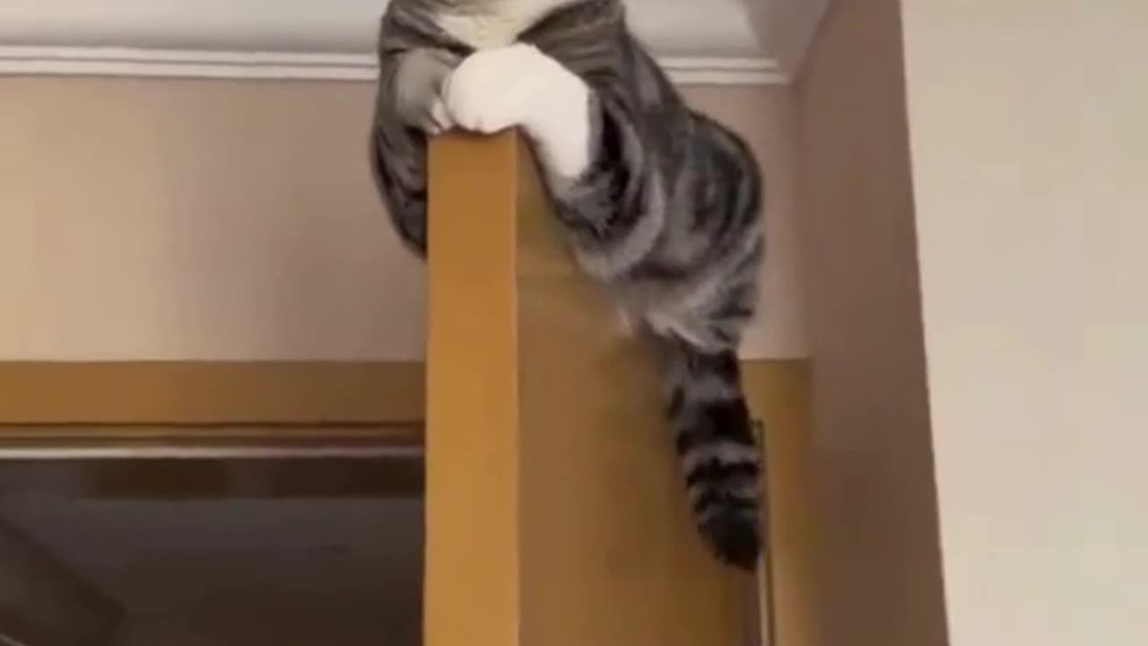 cut and funny cat video S