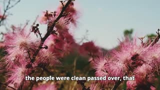 Joshua Chapter 4