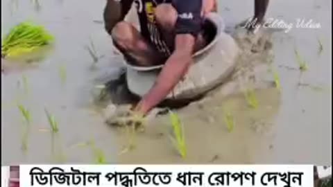 ডিজিটাল পদ্ধতিতে ধান রোপণ দেখুন #shorts #viral #funny #foryou