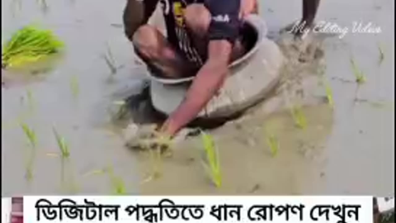 ডিজিটাল পদ্ধতিতে ধান রোপণ দেখুন #shorts #viral #funny #foryou