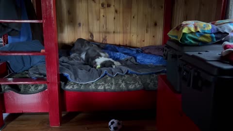 Molly Pup playing in the morning.