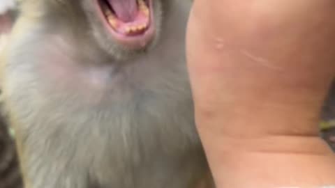 Funny Monkey Moments You’ll Watch Again and Again! 😂🐒