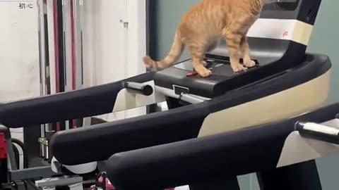 Cat on the treadmill