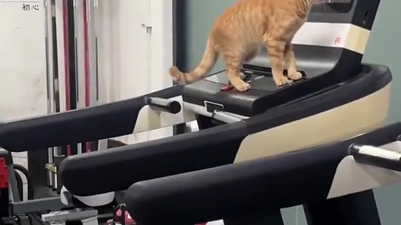 Cat on the treadmill