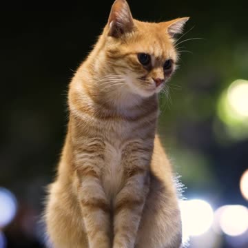 Relaxed and serene, my beautiful cat glows with quiet charm.