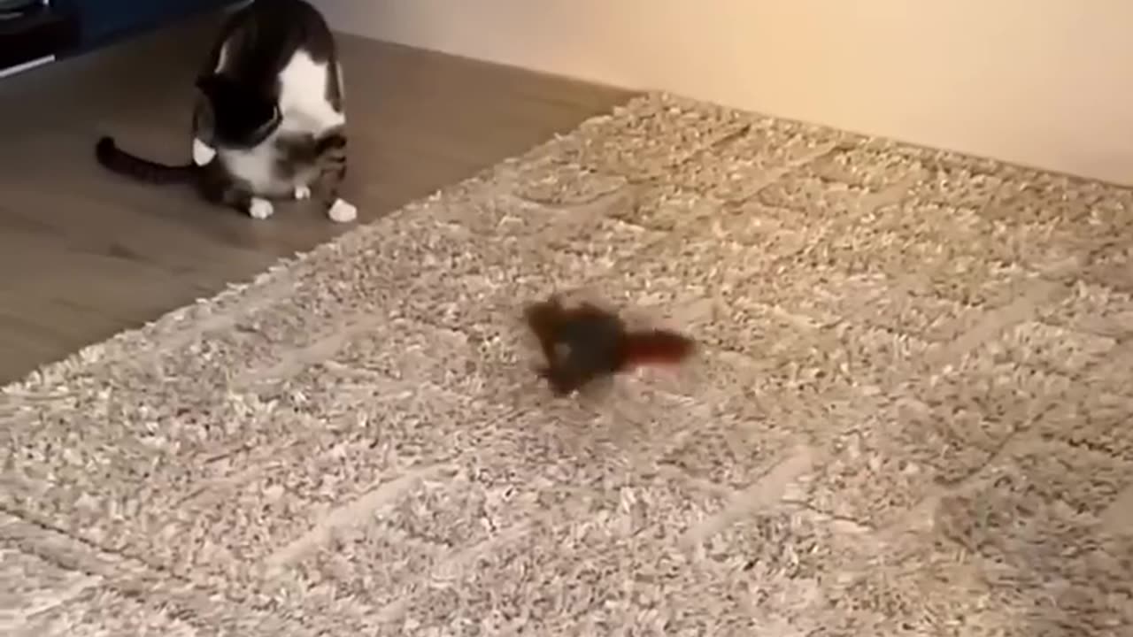 funny animal videos