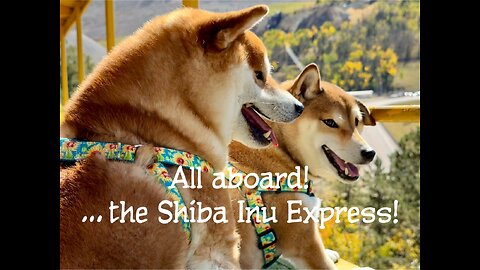 All aboard!...the Shiba Inu Express!