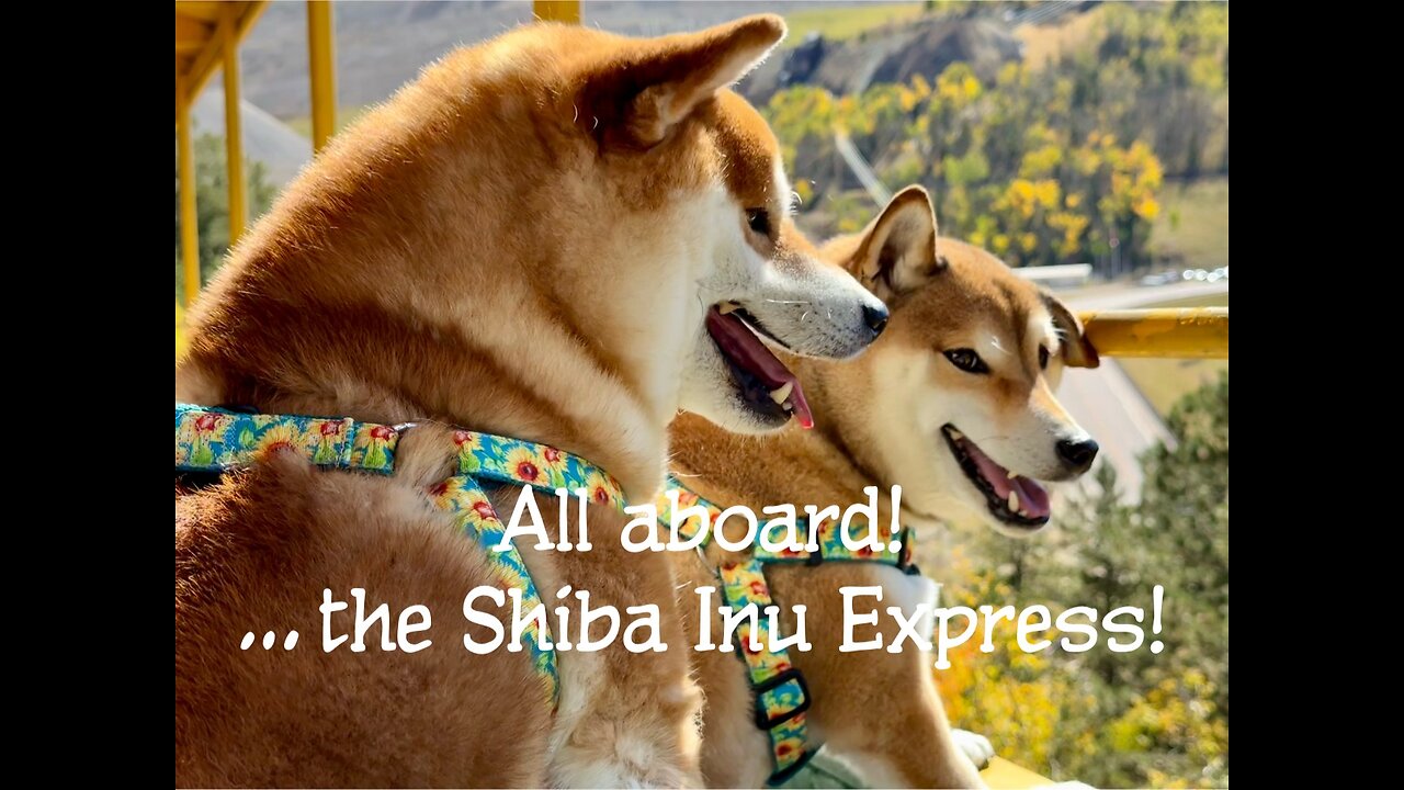 All aboard!...the Shiba Inu Express!