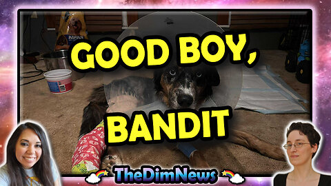 TheDimNews LIVE: Chicago Serial Woman Puncher Arrested | The Saga of Bandit