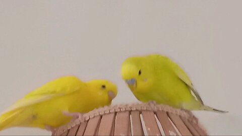 Our Beautiful Budgies