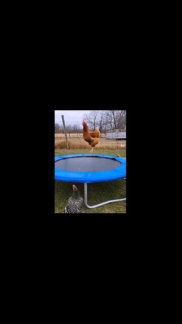 Looks like the key to happiness is a chicken and a trampoline 😂 Who knew?