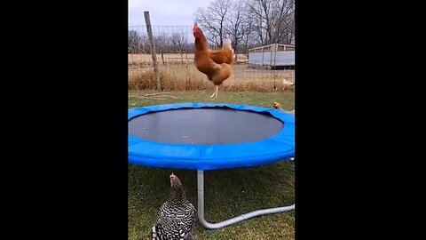 Looks like the key to happiness is a chicken and a trampoline 😂 Who knew?