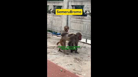 Funny Animal - Morning walk accompanied with Sweet Red Candy #monkey #funnyshort #funnyanimal