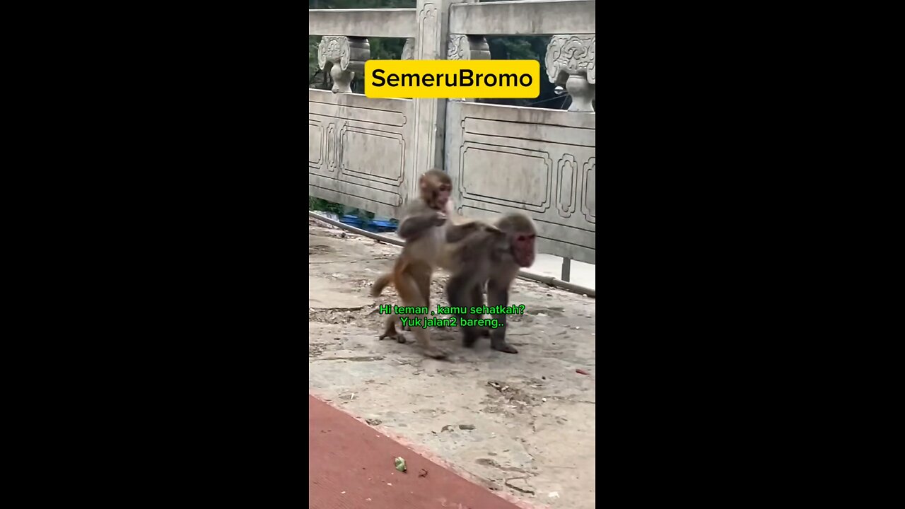 Funny Animal - Morning walk accompanied with Sweet Red Candy #monkey #funnyshort #funnyanimal