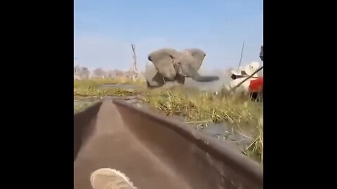 Turistas sobreviven al ataque de un elefante en safari en Botsuana 
