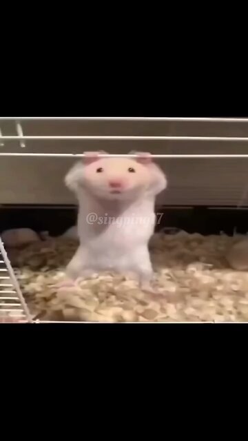 My rat trying to do pull up 😂