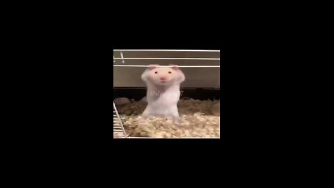 My rat trying to do pull up 😂