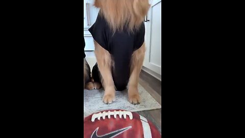 My_Dogs_Predict_the_Superbowl😳