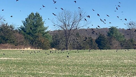 An Unkindness of Raven