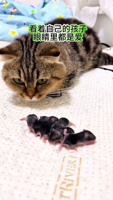 a cute cat Playing with baby rats | new born rats with big cat | mist viral video on rumble