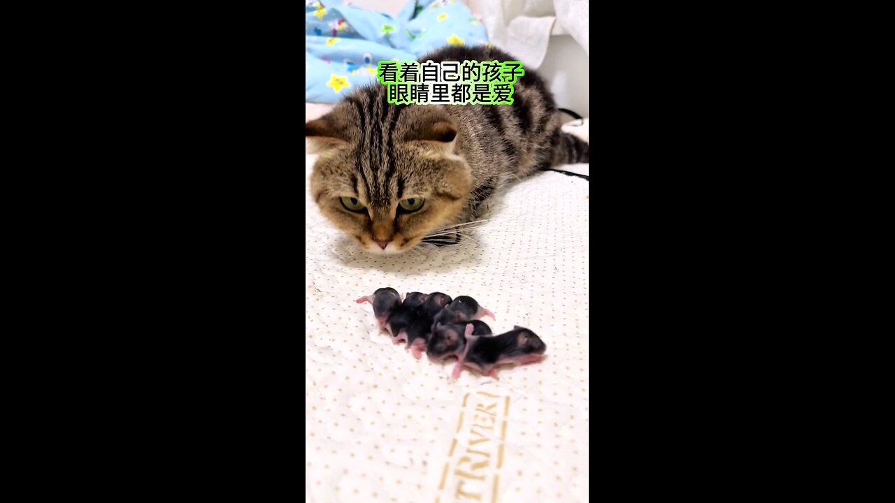 a cute cat Playing with baby rats | new born rats with big cat | mist viral video on rumble