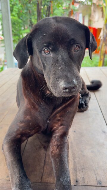Relaxing Brown Dog 🐾 | Adorable Dog Shorts