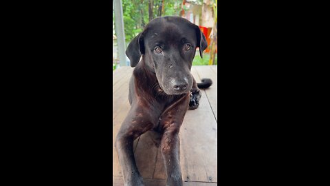 Relaxing Brown Dog 🐾 | Adorable Dog Shorts