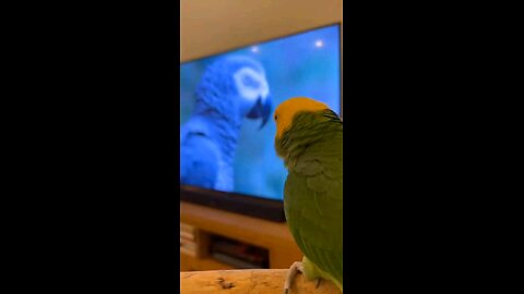 He Saw a Grey Parrot and Started Roasting It Instantly