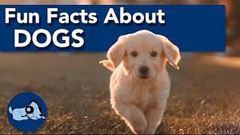 Hilarious Dog Facts You Won’t Believe!"