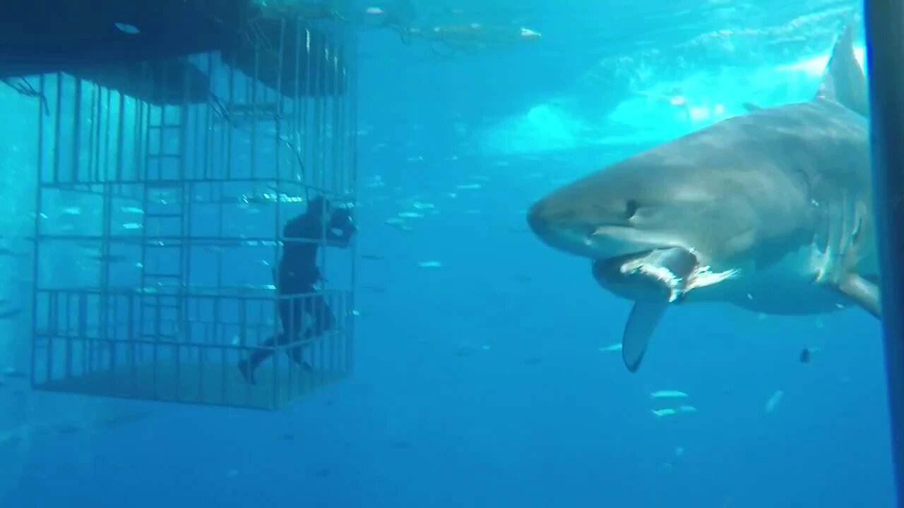 A Majestic Encounter: The Great White Shark's Unforgettable Dive into the Cage