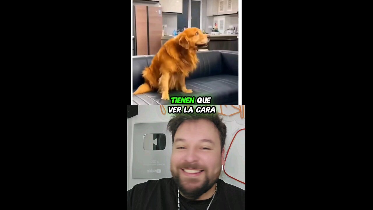 Le hacen broma a perrito y sunreaccion se hace viral 🤭