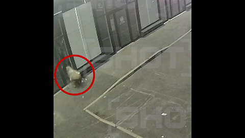 Oveja furiosa rompe escaparate de una tienda en Rusia