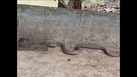 Snake, mouse, cat!