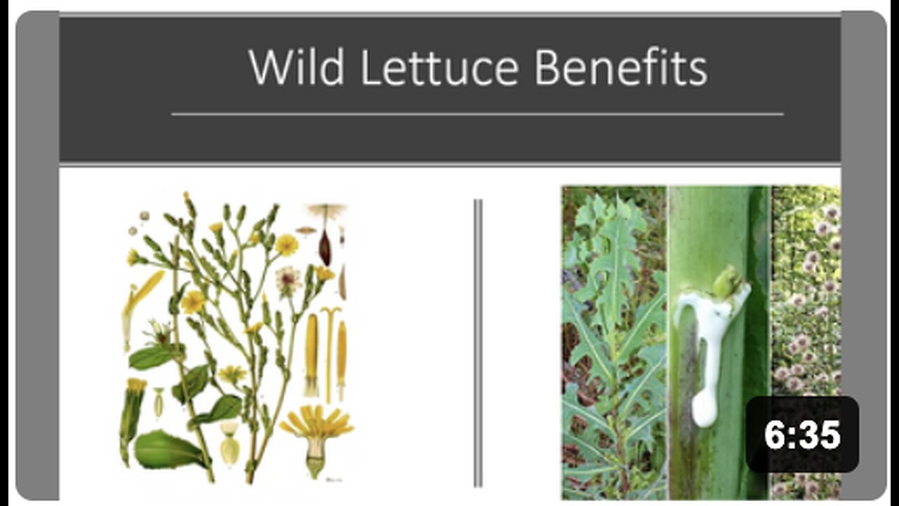 Lactuca virosa - Wild Opium Lettuce Benefits
