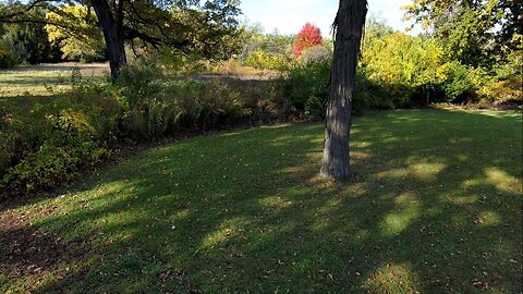 Autumn Leaves