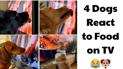 4 Dogs React to Food on TV 😂🐶 🐾| funny dog 18