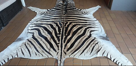 Big Zebra skin