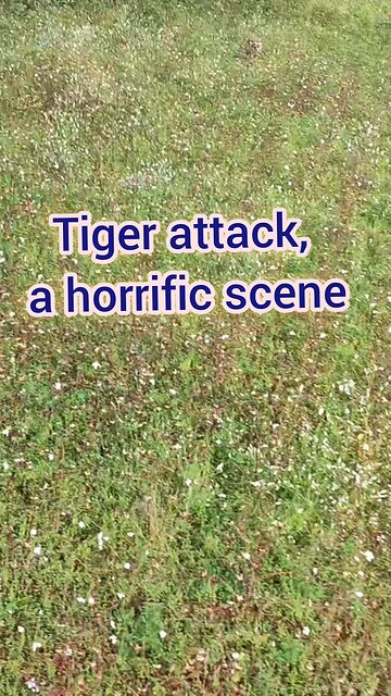 tiger attack video