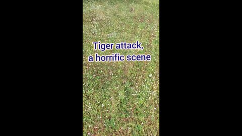 tiger attack video