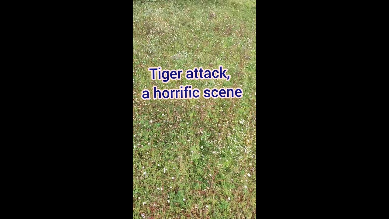 tiger attack video