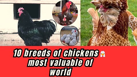 Discover the 10 most expensive chicken breeds in the world 🐔 💵