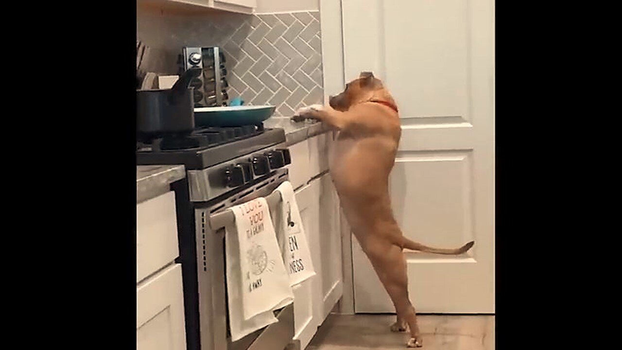 Funny Animals Compilation Part 80