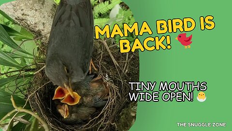 MAMA BIRD FEEDING HER BABIES 🐦💛 | Nature's Purest Moment