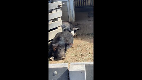 Pigs 🐖 🐷 #pigs #pig #shorts #followme #trending #cute #viral