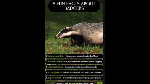 5 Fun Facts about Badgers #wildlife #animalslovers #funfacts