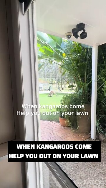 Kangaroos in Australia 🇦🇺