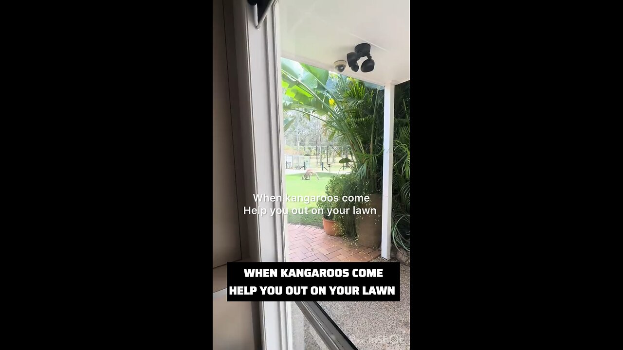 Kangaroos in Australia 🇦🇺