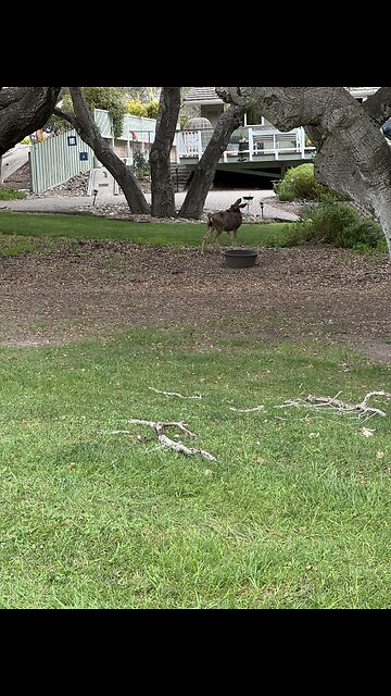 Golf course residents